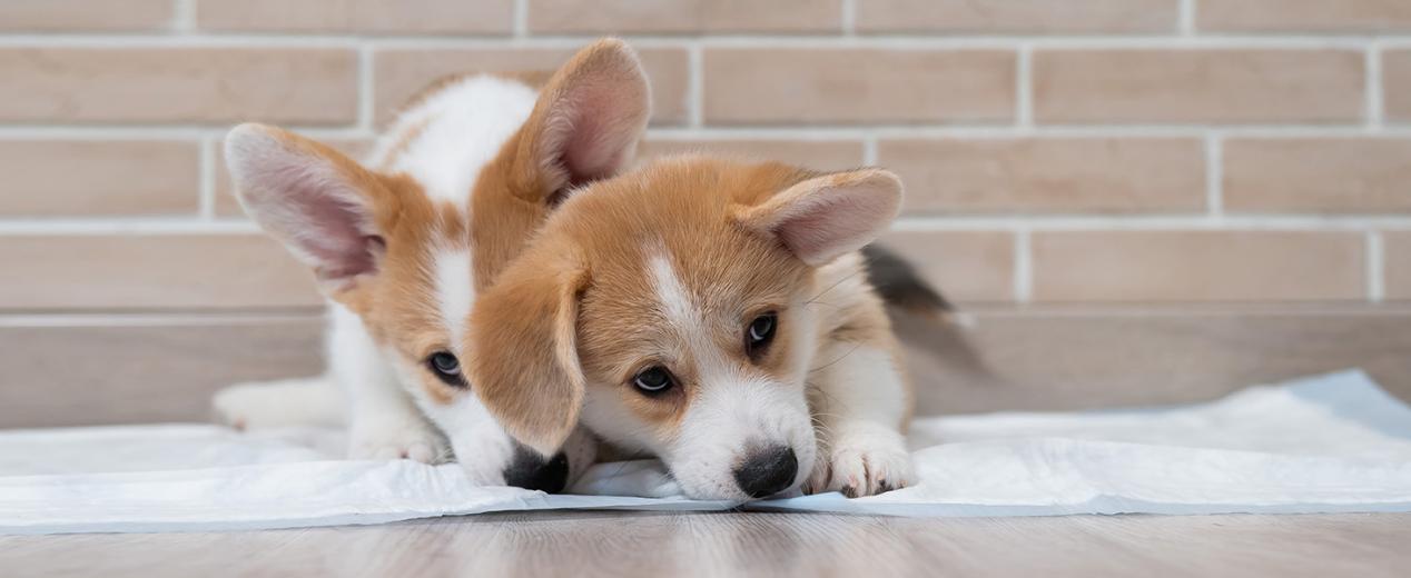 news-1268-520